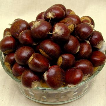 Photo of Auburn Homestead Chestnut Tree