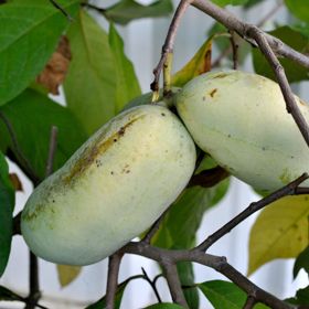 Photo of SAA Overleese Pawpaw Tree