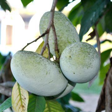 Photo of NC-1 Pawpaw Tree