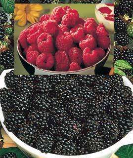 Photo of Red & Black Raspberry Collection