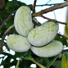 Photo of Prolific Pawpaw Tree