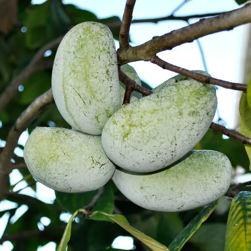 Stark Bros. Prolific Pawpaw Tree