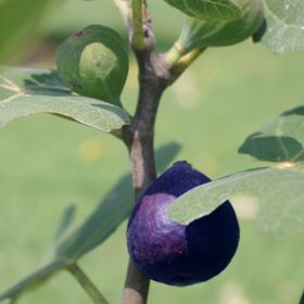 Photo of LSU Purple Fig Tree