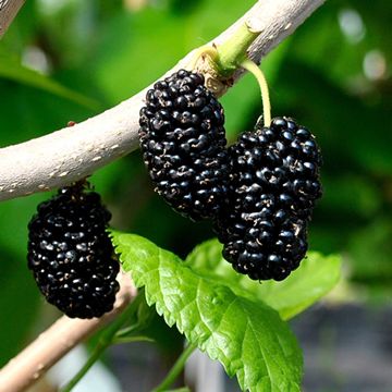 Photo of Shangri La Mulberry Tree