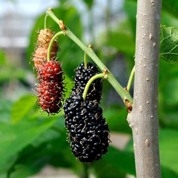 Photo of Shangri La Mulberry Tree