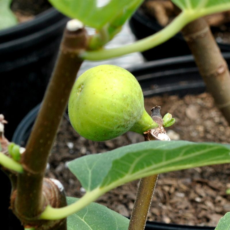 LSU gold fig tree Rooted starting w/ green growth large figs Fig pop 