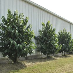 Triple Play Pawpaw Tree Collection
