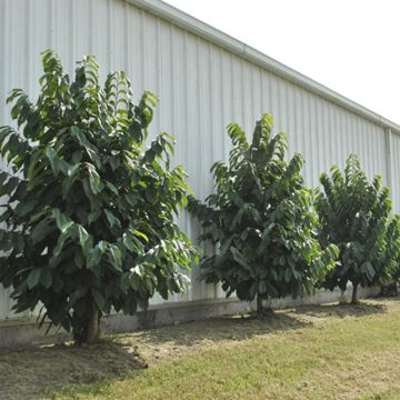 Photo of Triple Play Pawpaw Tree Collection