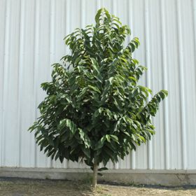 Photo of Pennsylvania Golden Pawpaw Tree