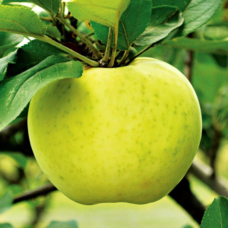 Stark® Golden Delicious Apple Tree - A Stark Bro's Exclusive