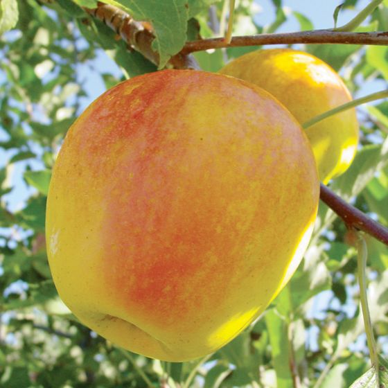 Photo of CandyCrisp® Apple Tree