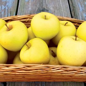 Photo of SunCrisp® Apple Tree