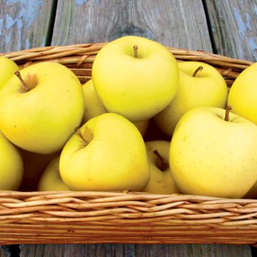 Photo of SunCrisp® Apple Tree