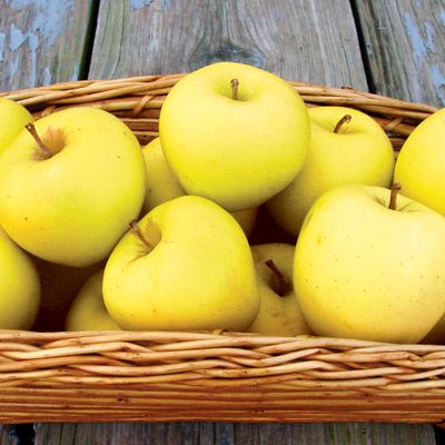 Photo of SunCrisp® Apple Tree
