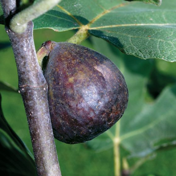 Brown Turkey Fig Tree