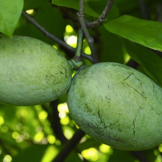 Photo of Pennsylvania Golden Pawpaw Tree