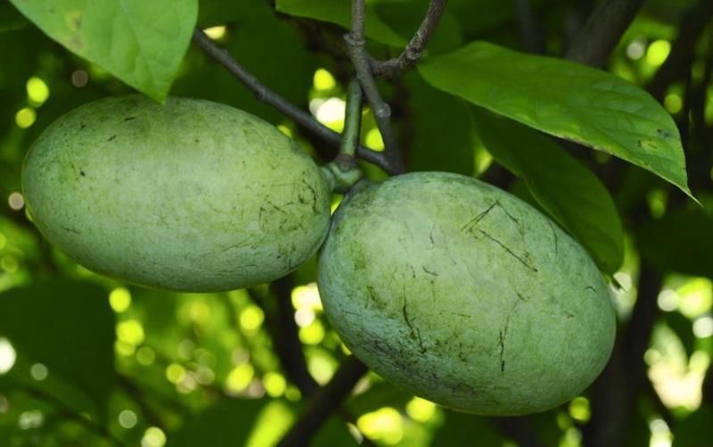 Beste Obstbäume für Pennsylvania