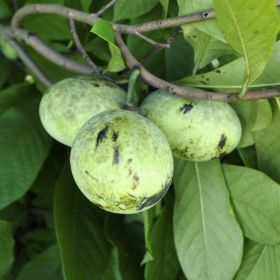 Photo of Pennsylvania Golden Pawpaw Tree