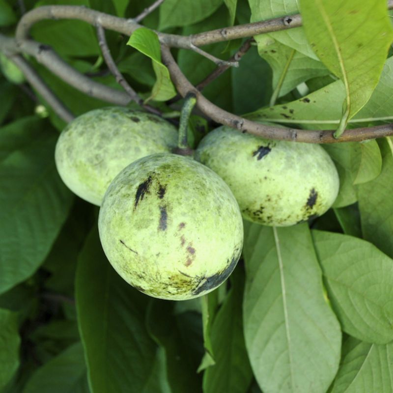 Pawpaw Trees from Bro's - Paw Paw Trees For Sale