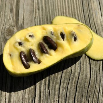 Photo of Mango Pawpaw Tree