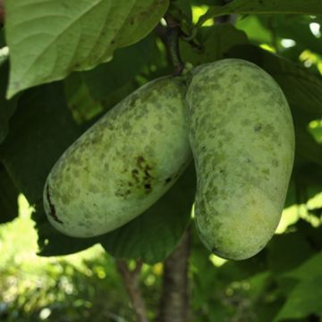 Photo of Mango Pawpaw Tree