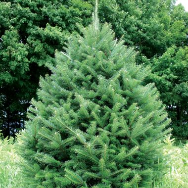 Photo of Balsam Fir Christmas Tree