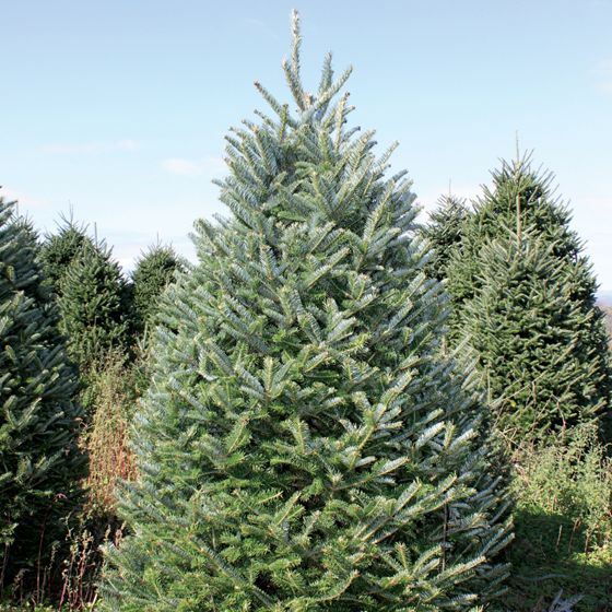 Photo of Fraser Fir Christmas Tree