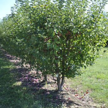 Crabapple Trees