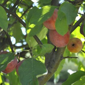 Photo of Whitney Crabapple Tree