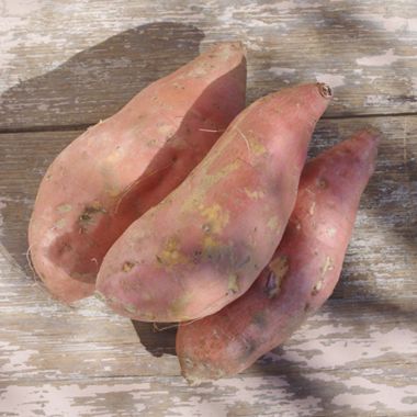 Photo of Beauregard Sweet Potato Plant
