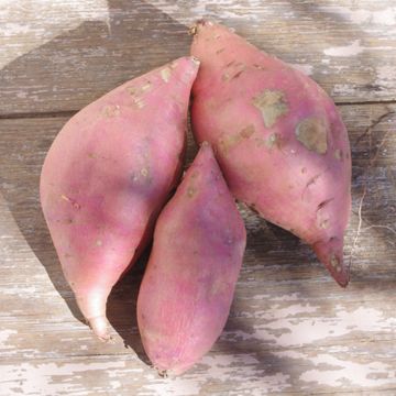 Photo of Georgia Jet Sweet Potato Plant