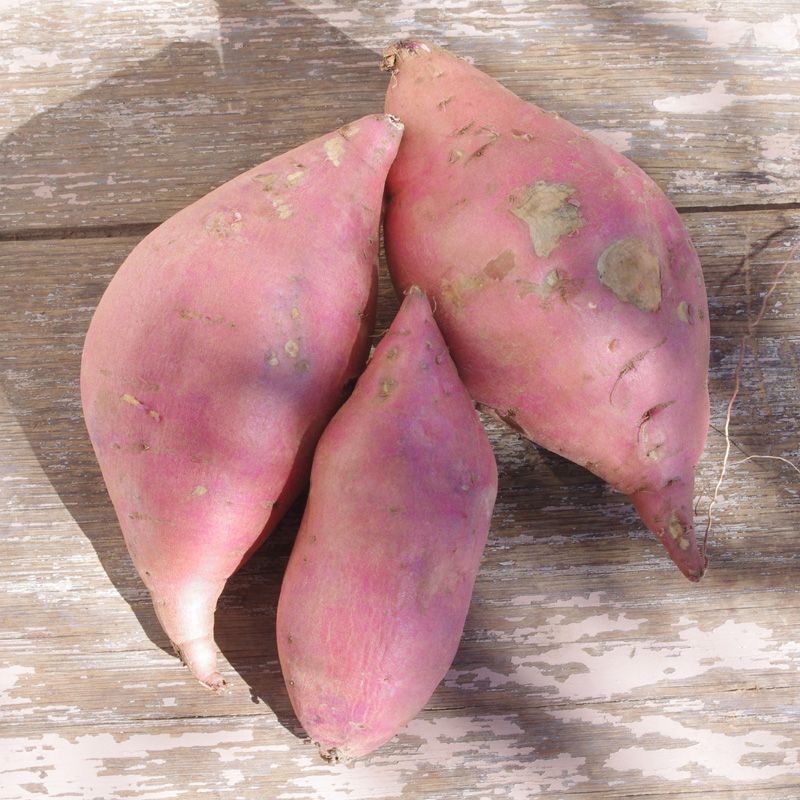 Japanese Purple Sweet Potato,(2 LBS) Eating or Planting