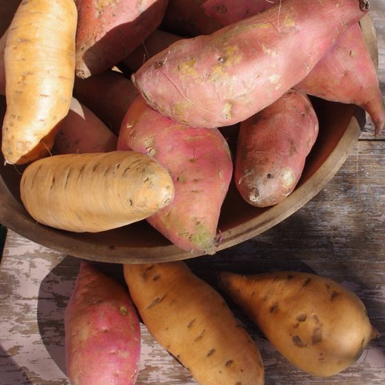 Photo of Sweet Potato Delight Collection