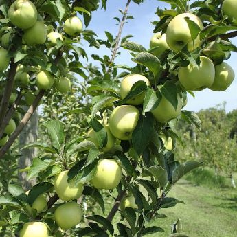 Spur Apple Trees