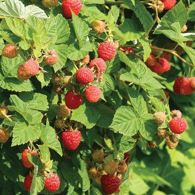 Photo of Cold-Hardy Raspberry Plant Collection