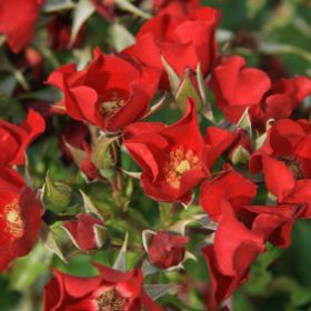 Photo of Look-A-Likes® BougainFeelYa Rose