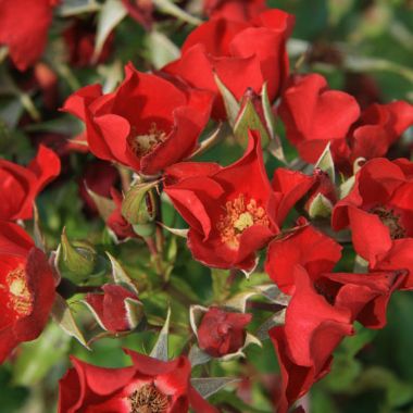 Photo of Look-A-Likes® BougainFeelYa Rose
