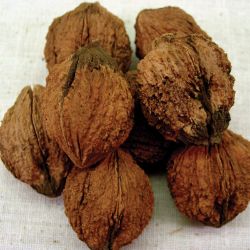 Photo of Black Walnut Seedling