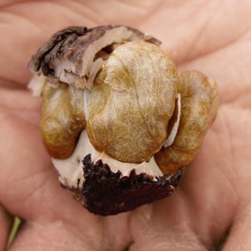 Photo of Stark® Black Gem® Walnut Tree