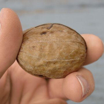 Photo of Deluxe English Walnut Tree Collection