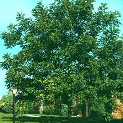 Photo of Stark® Northern Prize Walnut