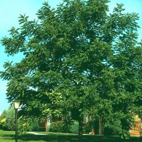 Photo of Stark® Northern Prize Walnut Tree