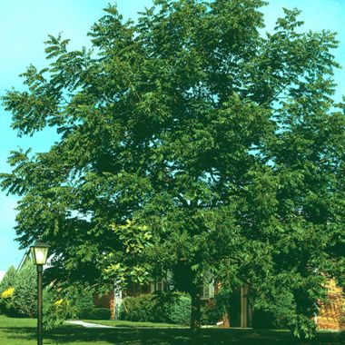 Photo of Stark® Northern Prize Walnut Tree