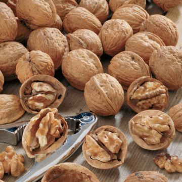 Photo of Carpathian English Walnut Tree