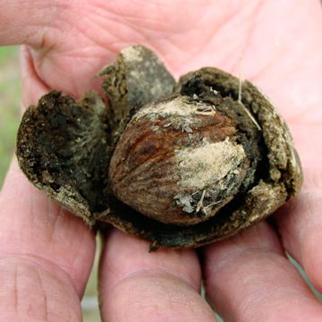 Photo of Stark® Black Gem® Walnut Tree