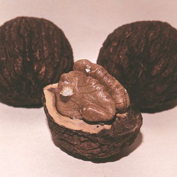 Photo of Stark® Black Gem® Walnut Tree