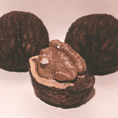 Photo of Stark® Black Gem® Walnut Tree
