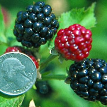 Photo of Arapaho Erect Thornless Blackberry Plant