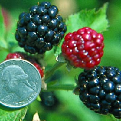 Photo of Arapaho Erect Thornless Blackberry Plant