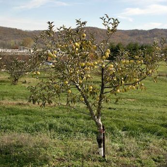 Dwarf Apple Trees